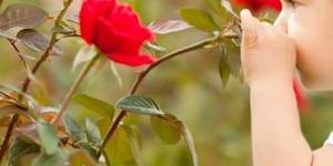 Szőregi Rózsaünnep 2024. Rózsafesztivál rózsakiállítással Szegeden millió-millió rózsaszállal