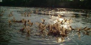 Tiszavirágzás, kérésznéző túrák a Tisza-tónál