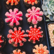 Regionális kaktusz és más pozsgás növények kiállítása és vására 2024 Bogács