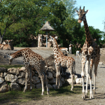 Fővárosi Állat- és Növénykert Budapest Zoo