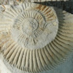Ammonitesz tanösvény