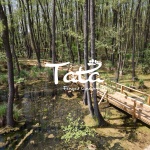 Tatai  Fényes Tanösvény - Ökotúra a  vadregényes láperdőben