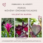 Valentin-nap a Füvészkertben Budapesten