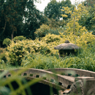 Japánkert Zuglóban, kerti séta és kóstoló egy hagyományos japánkertben az Imagine-nel