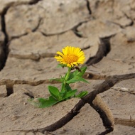 Június 17. Az elsivatagosodás és az aszály elleni küzdelem világnapja