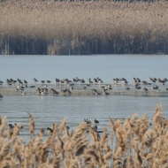 Csaj-tó túrák 2024. Madárfajokat megfigyelő gyalogos túrák