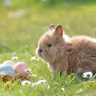Húsvét Előszállás 2024. Húsvéti nyulasságok az állatparkban