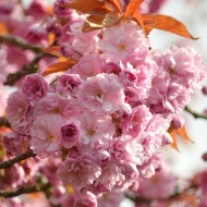 Sakura Ünnep Budapest 2024. Virágzó japán cseresznyefák az ELTE Füvészkertben