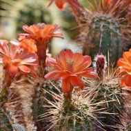 Kaktuszkiállítás és vásár 2024 Csökmő