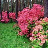 Rhododendron virágzás 2024. Várjuk a Jeli Arborétumban
