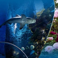 Pünkösd a Tropicariumban, látogatás az ünnepi hétvégén a cápás állatkertben