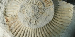 Ammonitesz tanösvény
