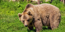 Kirándulás a veresegyházi medverezervátumba, Közép-Európa egyetlen medvefarmjára