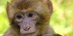 Majmok Világnapja 2022 Debreceni Állat- és Növénykert