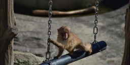Gyereknap a  Veszprémi Állatkertben