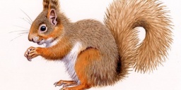 Mókusok élete, ismerkedés a mókusokkal a Körösvölgyi Állatpark mókusházában