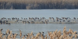 Péteri-tó túrák 2023. Ismerje meg a tó és környékének élővilágát túráink során