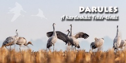 Darules, őszi madárvonulás a Kardoskúti Fehér-tónál 2023