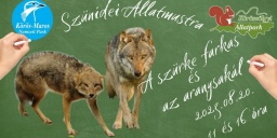 A szürke farkas bemutatása. Szünidei állatmustra a Körösvölgyi Látogatóközpont és Állatparkban