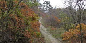 Büdöskúti Arborétum Balatongyörök