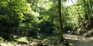 Cuha-völgyi pihenőpark és erdei tanösvény