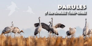 Darules, őszi madárvonulás a Kardoskúti Fehér-tónál 2024