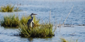 Kolon-tó madárvilága, kirándulás egész évben az Aqua Colun-tanösvényen