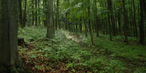 Séta a farkasgyepűi kísérleti erdőben, a Balaton-felvidéki Nemzeti Park természetvédelmi területén