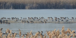 Péteri-tó túrák 2024. Ismerje meg a tó és környékének élővilágát túráink során