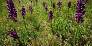 Orchidea túrák a Kiskunsági Nemzeti Parkban 2024