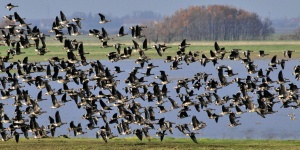 Madarász túrák 2024. Ismerje meg a Körös-Maros Nemzeti Park madárvilágát