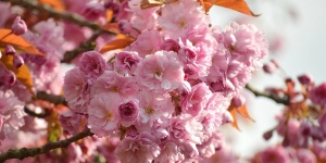 Sakura Ünnep Budapest 2024. Virágzó japán cseresznyefák az ELTE Füvészkertben
