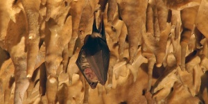 Barlangok hónapja az Aggteleki Nemzeti Parkban 2024