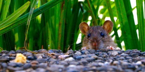 Április 4. A patkányok világnapja