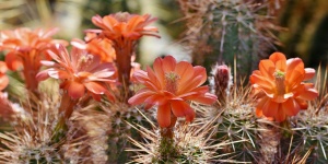 Kaktuszkiállítás és vásár 2024 Csökmő