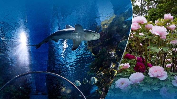 Pünkösd a Tropicariumban, látogatás az ünnepi hétvégén a cápás állatkertben