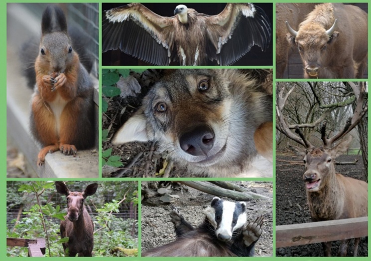 Állatok Világnapja 2022. Látványetetés a Körösvölgyi Állatparkban