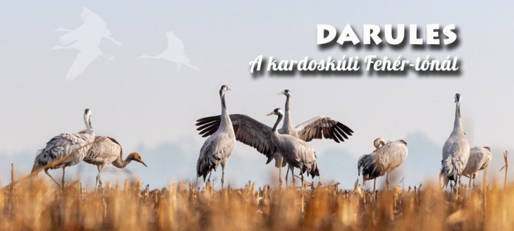 Darules, őszi madárvonulás a Kardoskúti Fehér-tónál 2024