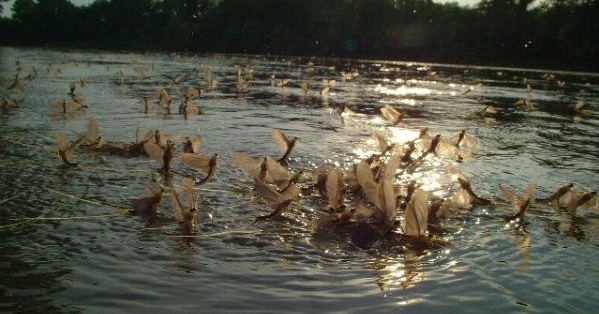 Tiszavirágzás, kérésznéző túrák a Tisza-tónál