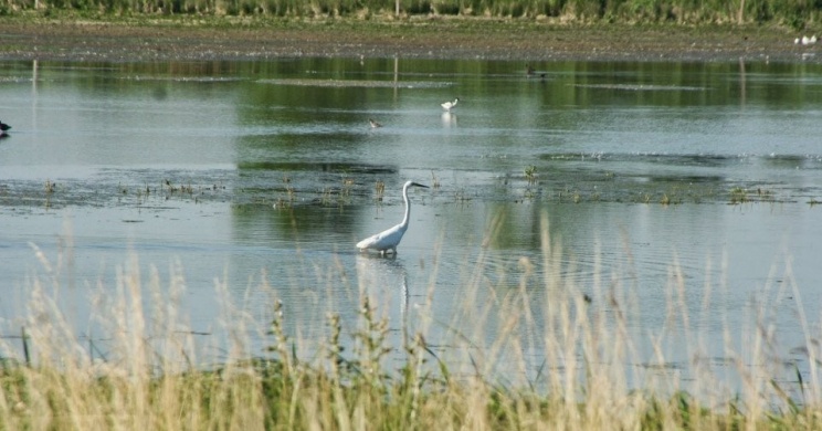 Madárles a Fertő-Hanság Nemzeti Parkban 2022. Reggeli madármegfigyelés Fertő-Kelet szikes tavainál