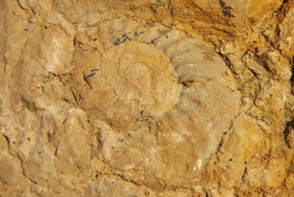 Ammonitesz tanösvény, geotúra a villányi Mészhegyen