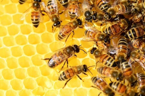 Május 20. Méhek világnapja