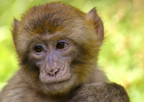 Majmok Világnapja 2022 Debreceni Állat- és Növénykert