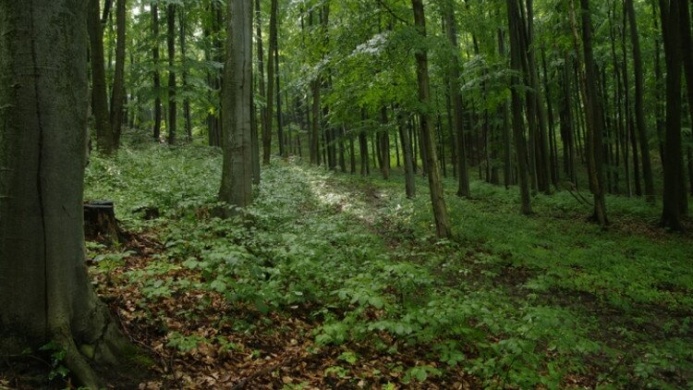 Séta a farkasgyepűi kísérleti erdőben, a Balaton-felvidéki Nemzeti Park természetvédelmi területén