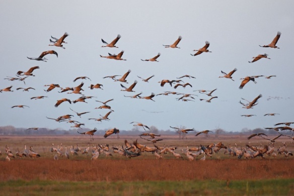 Darules, őszi madárvonulás a Kardoskúti Fehér-tónál 2022