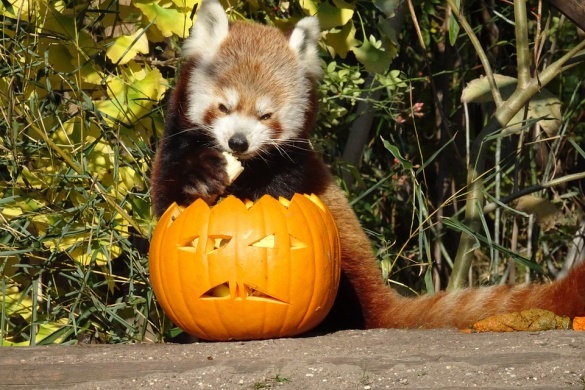 Halloween a Győri Állatkertben