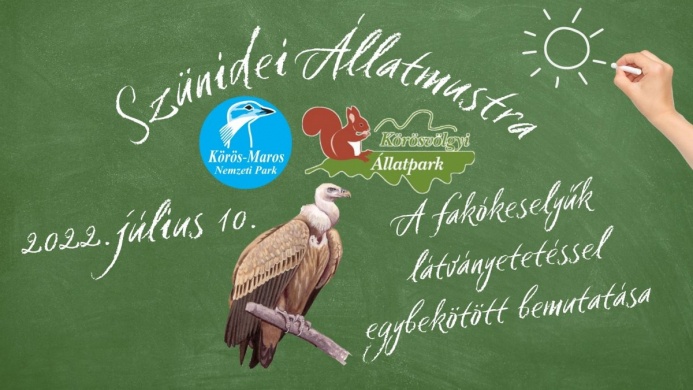 A fakó keselyű bemutatása, szünidei állatmustra a Körösvölgyi Látogatóközpont és Állatparkban