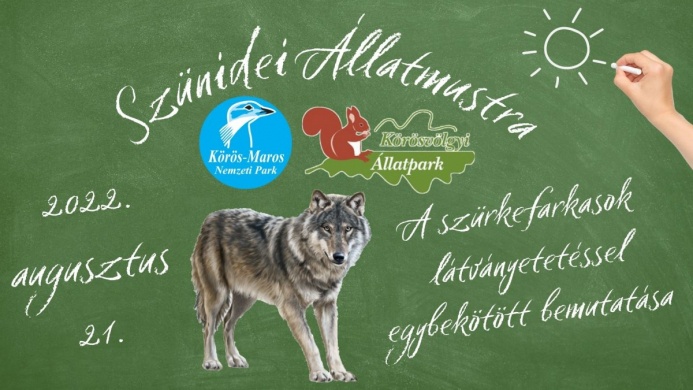 A szürke farkas bemutatása. Szünidei állatmustra a Körösvölgyi Látogatóközpont és Állatparkban