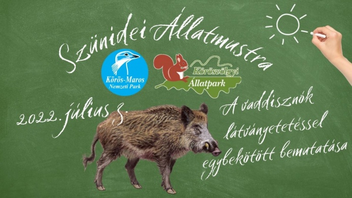 A vaddisznó bemutatása, szünidei állatmustra a Körösvölgyi Látogatóközpont és Állatparkban