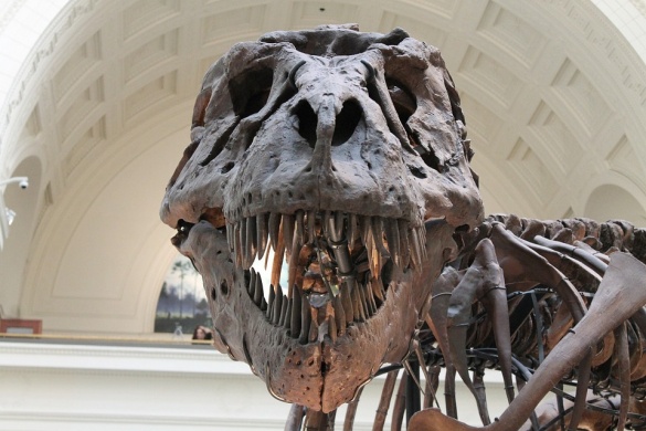 Paleontológia, csontok nyomában múzeumpedagógiai foglalkozás a Magyar Természettudományi Múzeumban